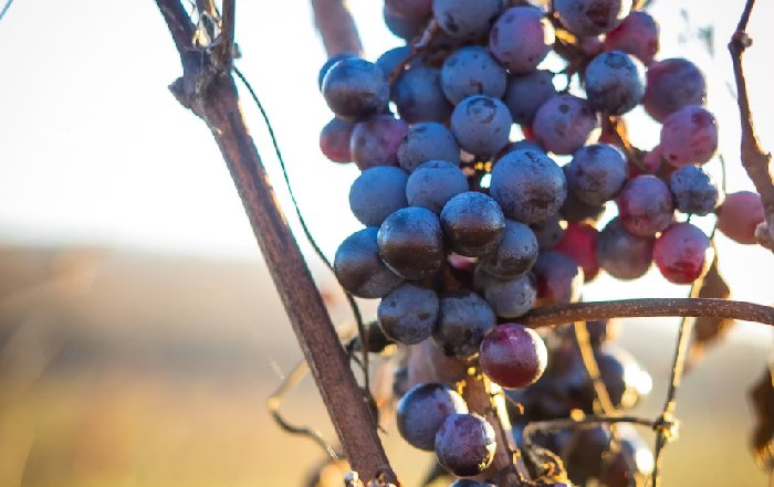 Article Image for The Long-Term Vision for a Cashless Society